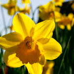 daffodills